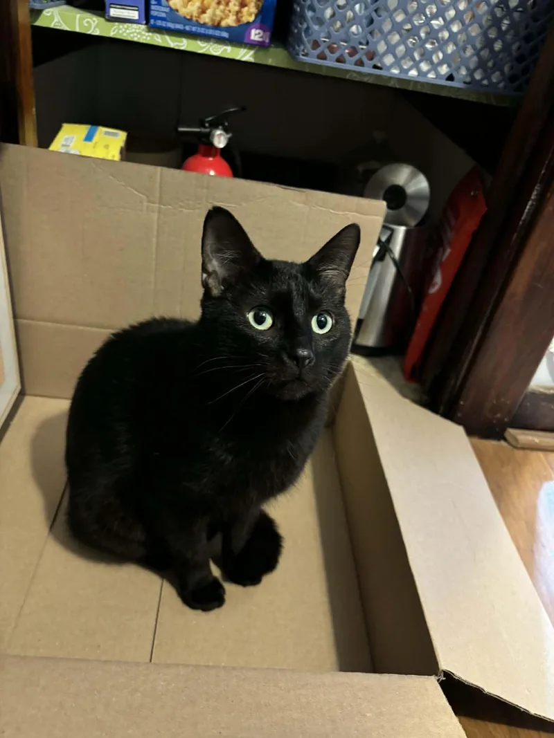 Zebra Cakes thumbnail 4