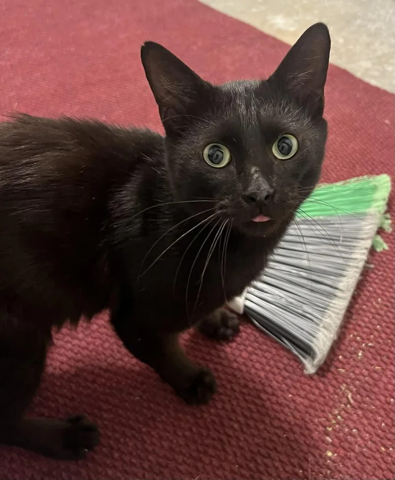 Zebra Cakes thumbnail 5