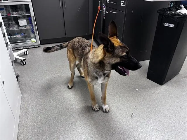 A young large-sized male Belgian Shepherd / Malinois dog named Ronan for adoption in Ontario, CA