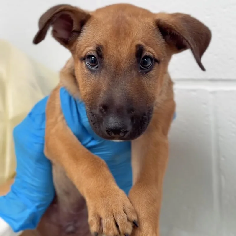 A baby small-sized male Terrier dog named Navy A for adoption in Mission Hills, CA