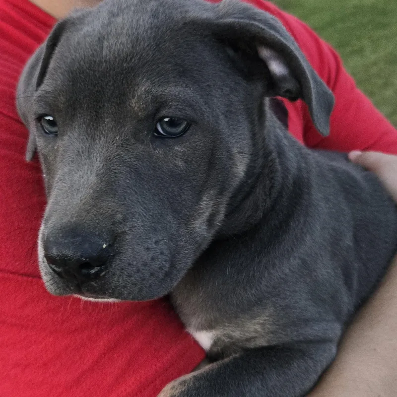 A baby large-sized male Gray / Blue / Silver Catahoula Leopard Dog dog named Grayson for adoption in Sheridan, AR
