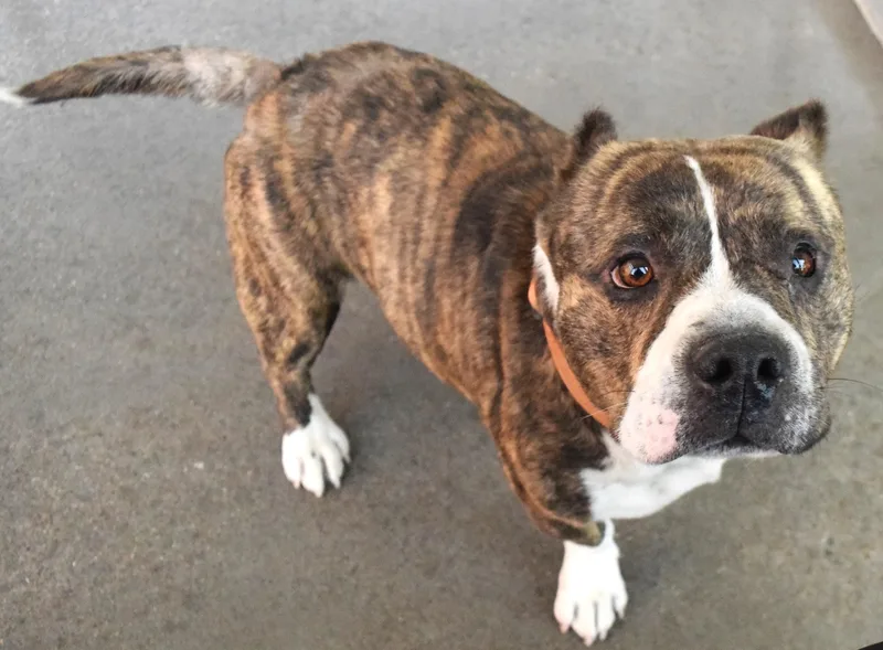 An adult medium-sized male Brindle Pit Bull Terrier dog named 22196 for adoption in Broken Arrow, OK