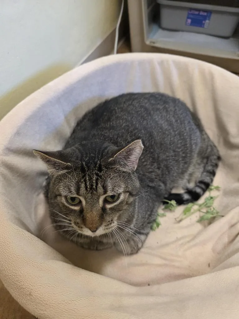 A senior large-sized male Domestic Short Hair cat named Spice for adoption in Thayne, WY
