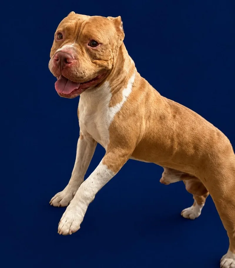 An adult large-sized male Terrier dog named Stallone for adoption in Wauchula, FL