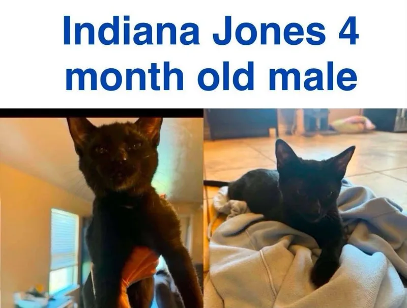 A baby small-sized male Domestic Short Hair cat named Indiana Jones for adoption in Mustang, OK