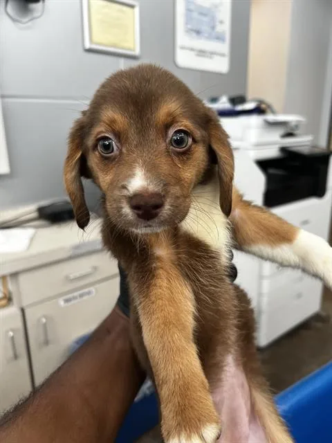 A baby medium-sized female Mixed Breed dog named Lily for adoption in Dallas, TX