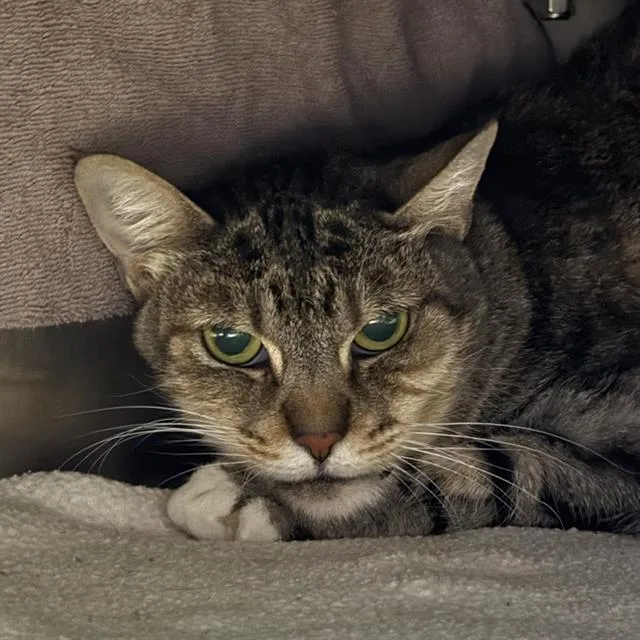 A senior medium-sized female Domestic Short Hair cat named Mandy for adoption in Las Vegas, NV