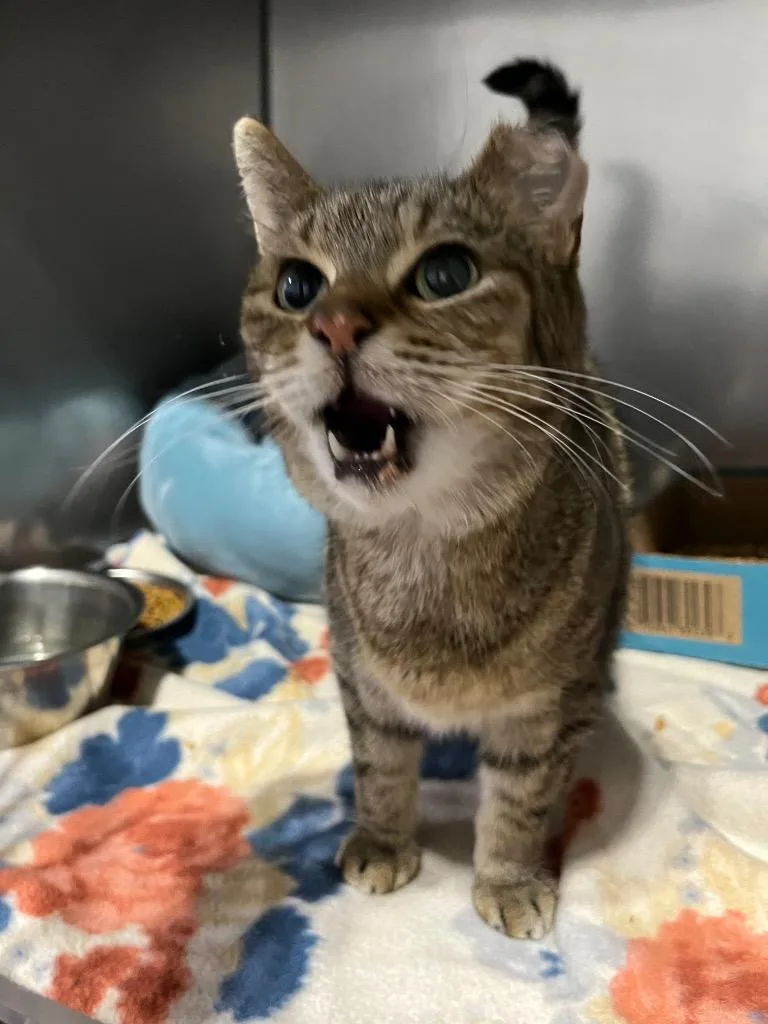 An adult medium-sized male Domestic Short Hair cat named Mocho for adoption in Pierceton, IN