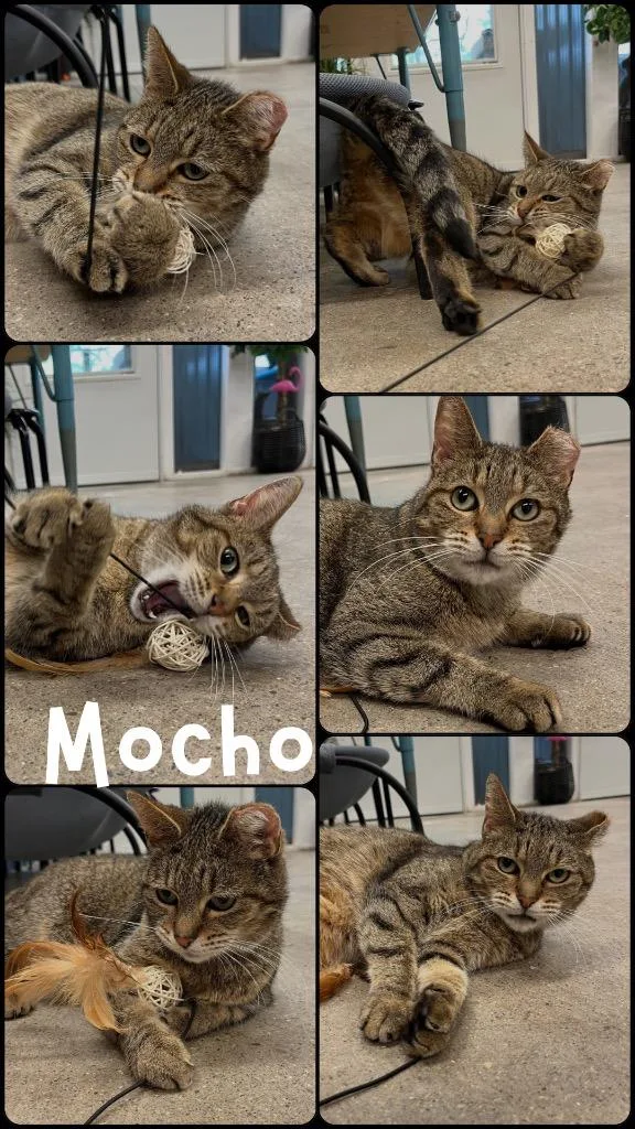 Mocho indooroutdoor thumbnail 2