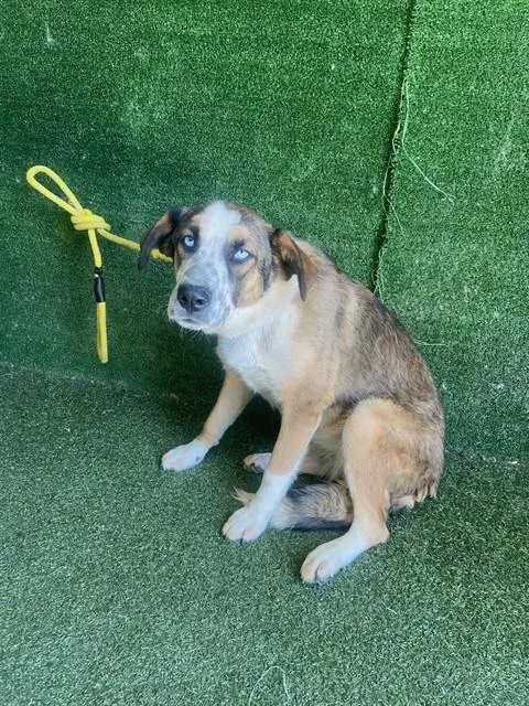 A young medium-sized female German Shepherd Dog dog named Missy for adoption in Lancaster, CA