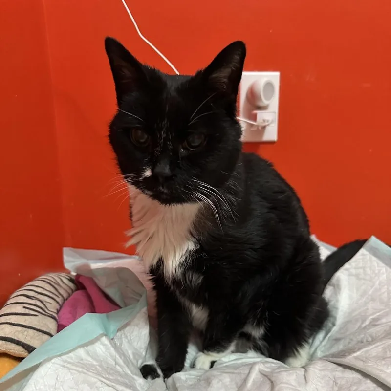 Miss Muffet thumbnail 2