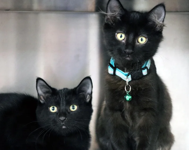 A baby medium-sized male Black Domestic Medium Hair cat named Vhagar for adoption in Kansas City, KS