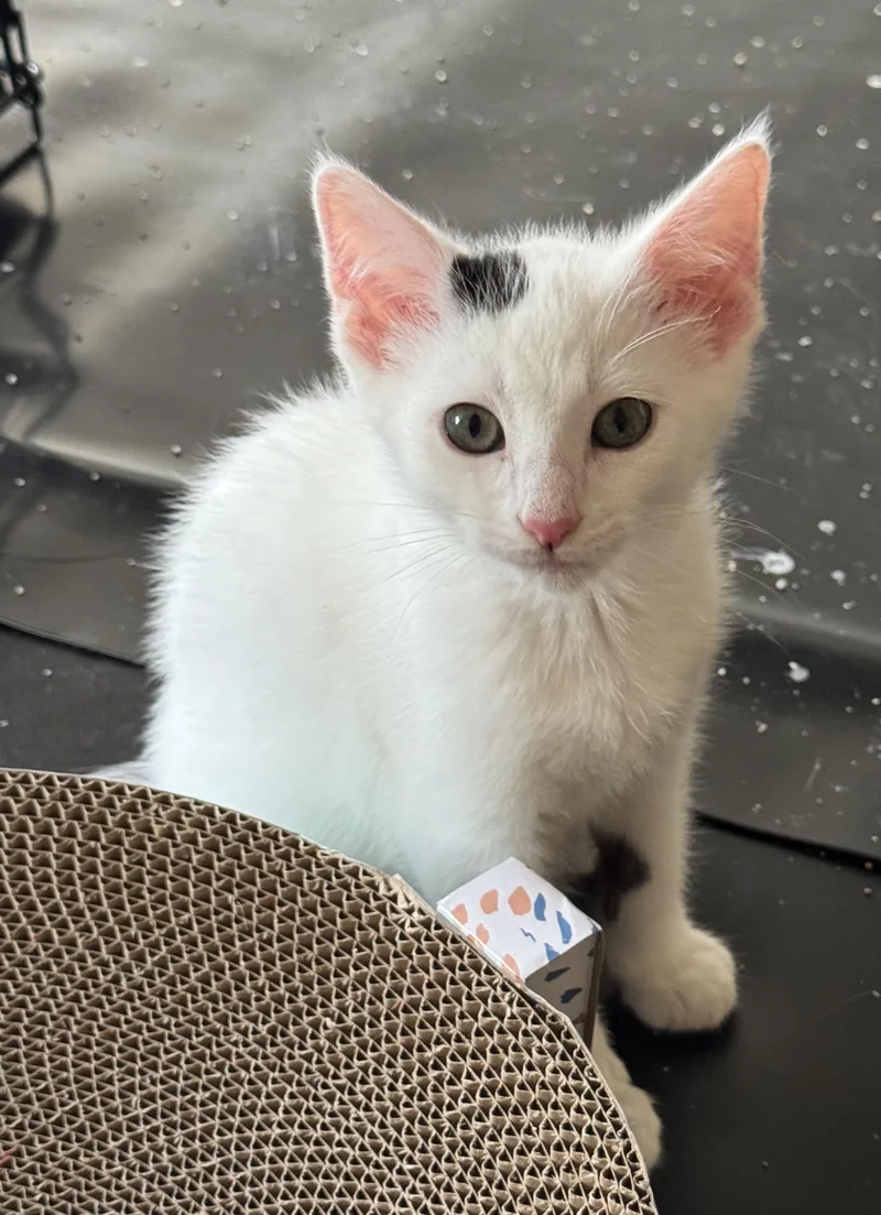 A baby medium-sized male White Domestic Short Hair cat named Opie for adoption in Milwaukee, WI
