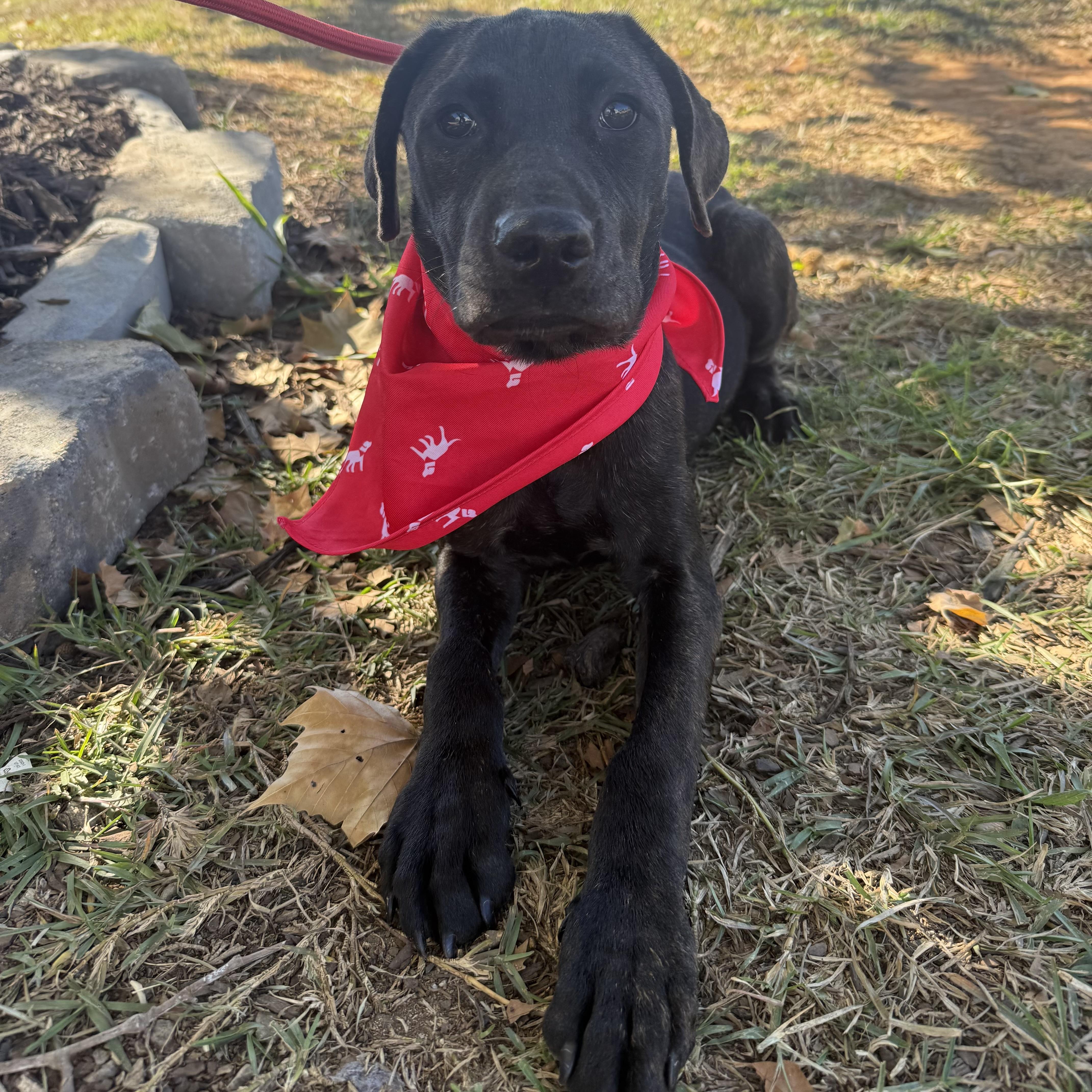 A baby medium-sized male Black Labrador Retriever dog named Turkey Burger for adoption in Columbia, SC