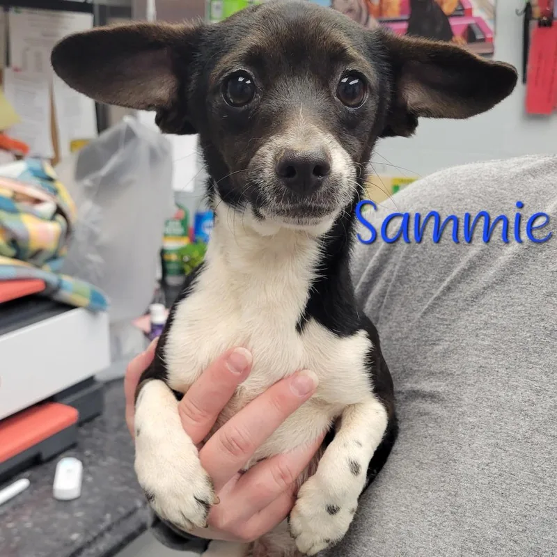 Sammie