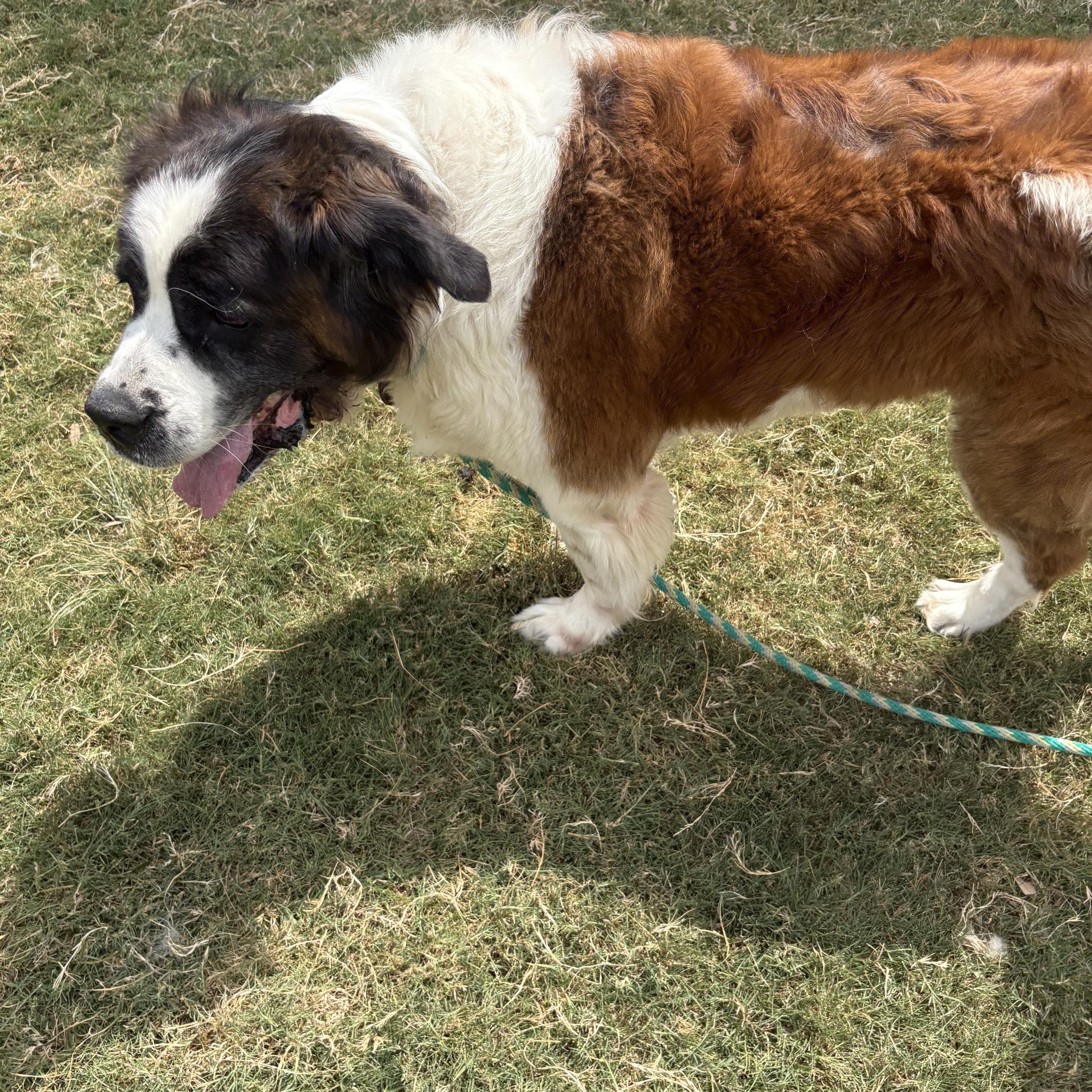 An adult extra large-sized female Saint Bernard dog named Fluffy for adoption in McKinney, TX