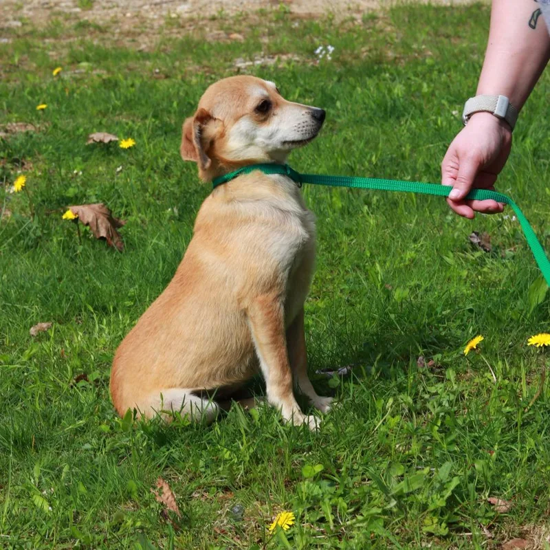 A young small-sized male Yellow / Tan / Blond / Fawn Chihuahua dog named Ct Scrappy for adoption in Eastford, CT