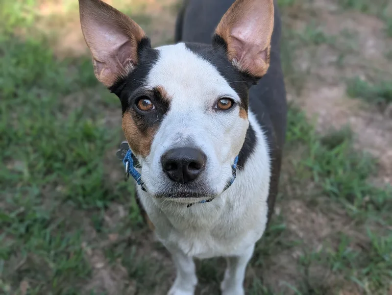 An adult medium-sized female Tricolor (Brown, Black, & White) Mixed Breed dog named Lucy for adoption in Fenton, MI