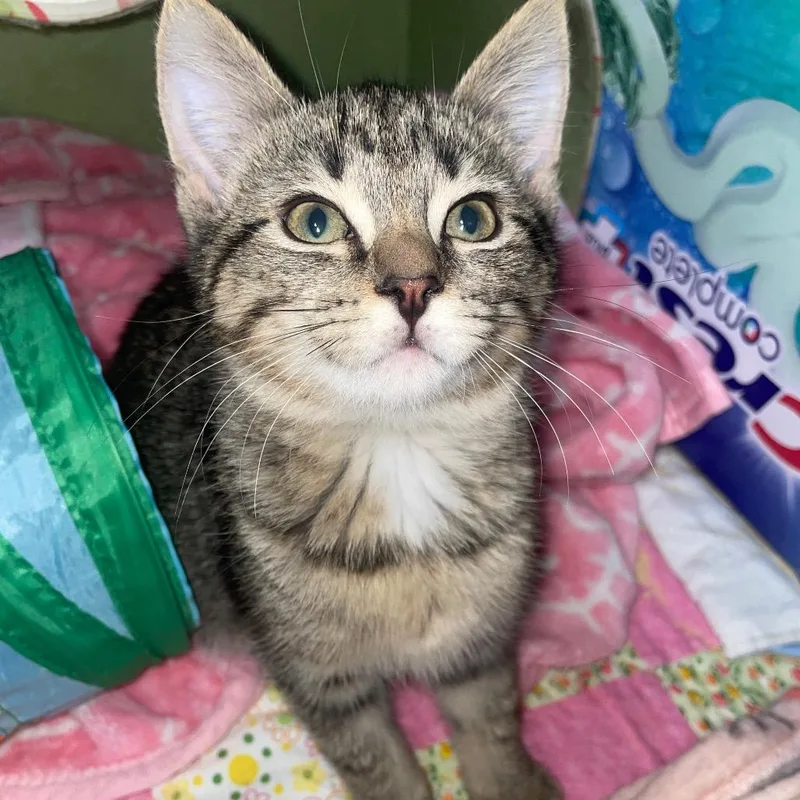 A baby small-sized female Brown / Chocolate Domestic Short Hair cat named Zelda for adoption in Carmel, IN