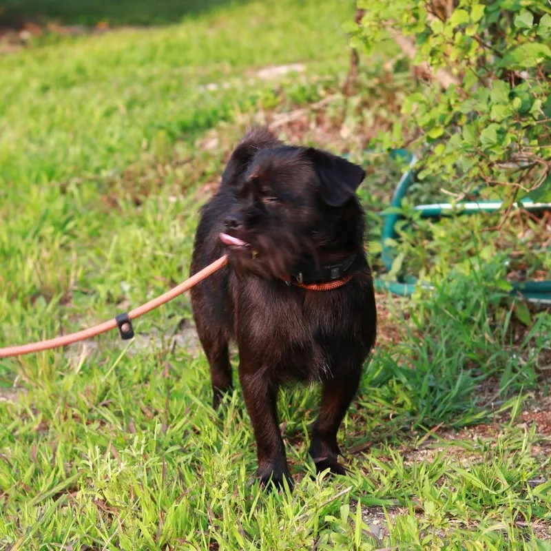 An adult small-sized male Black Brussels Griffon dog named CT Bentley for adoption in Eastford, CT