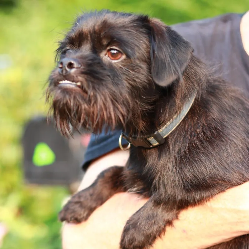 CT Bentley thumbnail 2