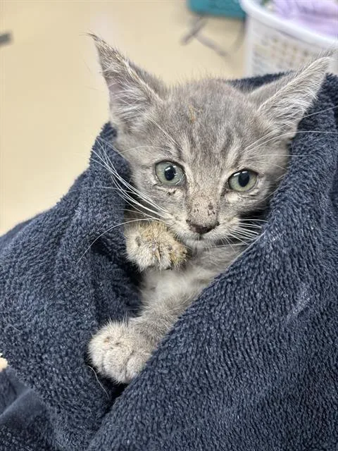 A baby small-sized female Domestic Short Hair cat named Mildred for adoption in Grand Prairie, TX