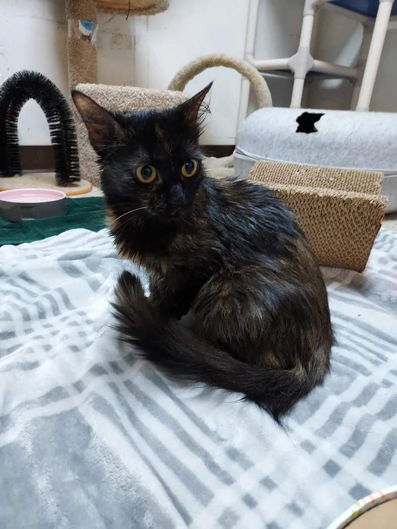A baby small-sized female Tortoiseshell Domestic Short Hair cat named Malificent for adoption in Hendersonville, TN