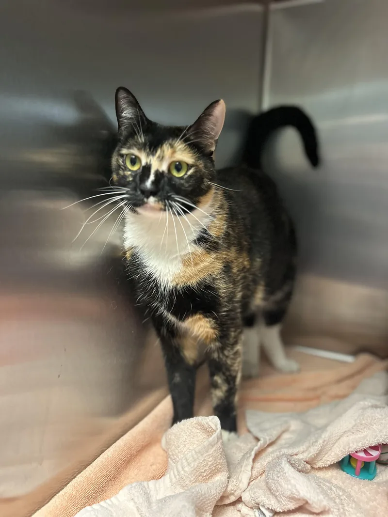 A young medium-sized female Tortoiseshell Domestic Short Hair cat named Ziva for adoption in Myerstown, PA