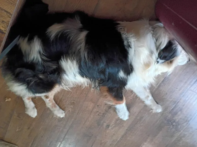 An adult medium-sized male Australian Shepherd dog named Marshmallow for adoption in Crocker, MO