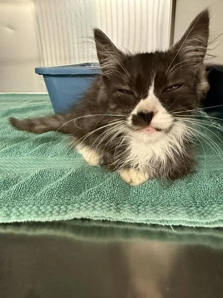 A baby small-sized female Domestic Medium Hair cat named Snail for adoption in Millersville, MD