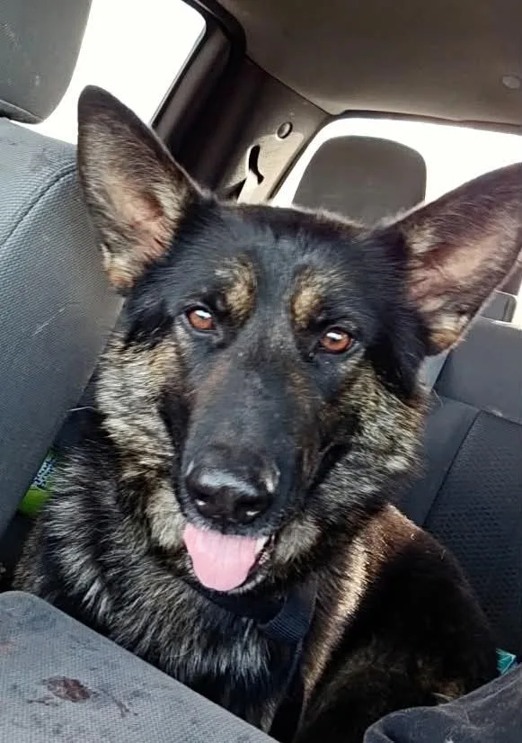 An adult large-sized female Black German Shepherd Dog dog named Athena for adoption in Arlee, MT