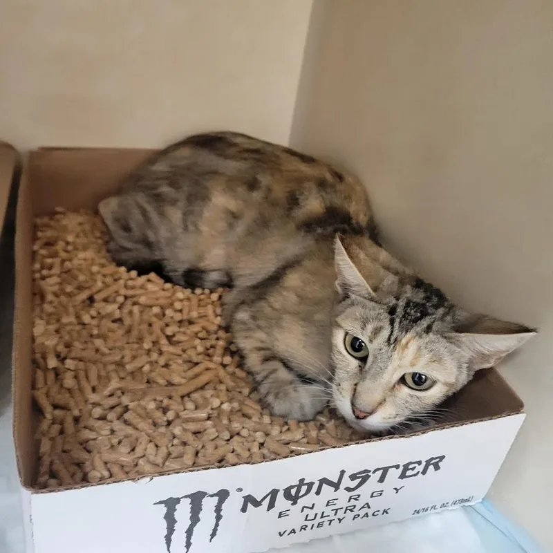 An adult medium-sized female Torbie Domestic Short Hair cat named Lollipop for adoption in Westminster, CA