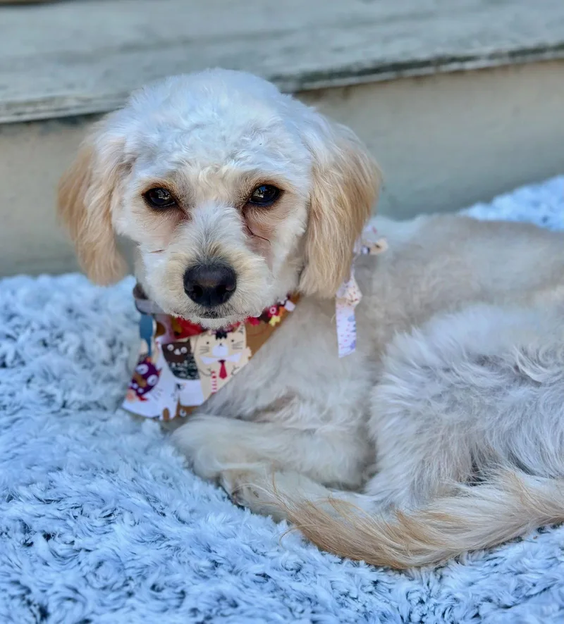 A baby small-sized female Maltese dog named Nymph for adoption in Palo Alto, CA