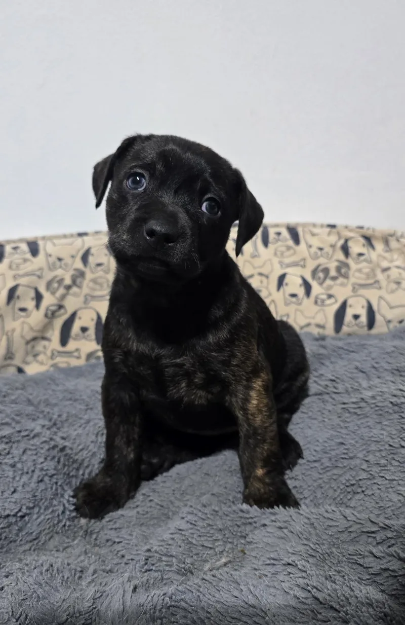 A baby small-sized female Pit Bull Terrier dog named Sienna for adoption in Troy, MI