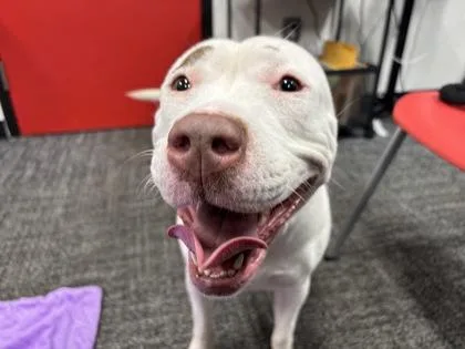 An adult large-sized female Mixed Breed dog named Squeaky for adoption in West Chester, PA