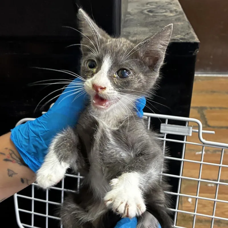 A baby small-sized male Gray / Blue / Silver Domestic Short Hair cat named Eeyore for adoption in Edinburg, TX