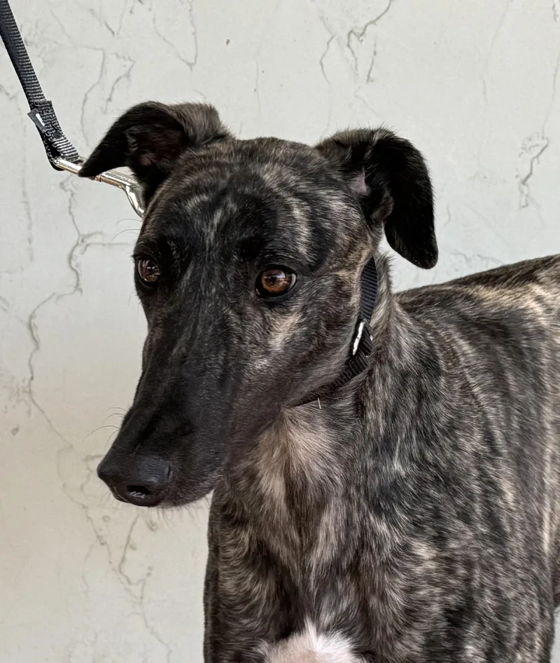 An adult large-sized female Brindle Greyhound dog named Kira for adoption in Coon Rapids, MN