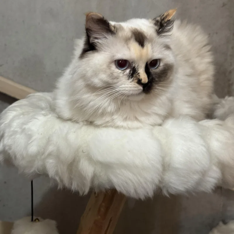 A young medium-sized female Ragdoll cat named Margo And Mocha for adoption in Lees Summit, MO