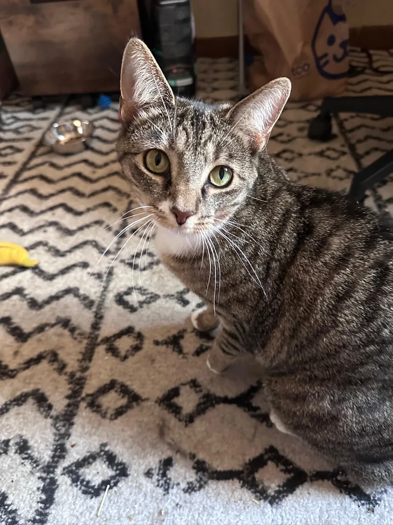A young medium-sized female Tabby (Brown / Chocolate) Domestic Short Hair cat named Lilly for adoption in Hermitage, PA