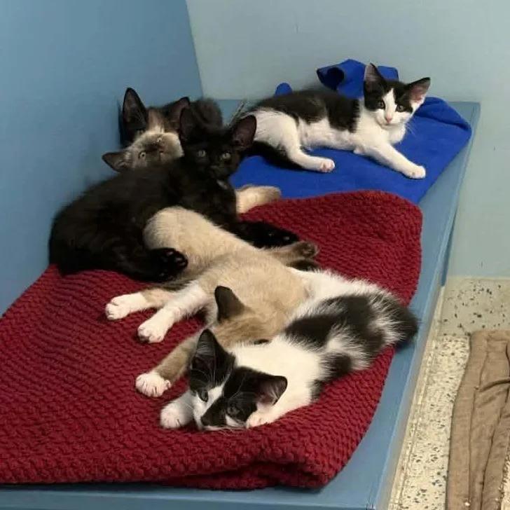 A baby medium-sized male Black & White / Tuxedo Domestic Short Hair cat named Crush for adoption in Richboro, PA