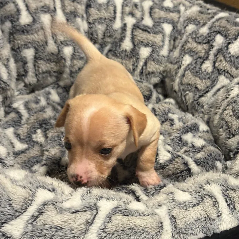A baby small-sized female Yellow / Tan / Blond / Fawn Chihuahua dog named Mazzy for adoption in Alexandria, VA