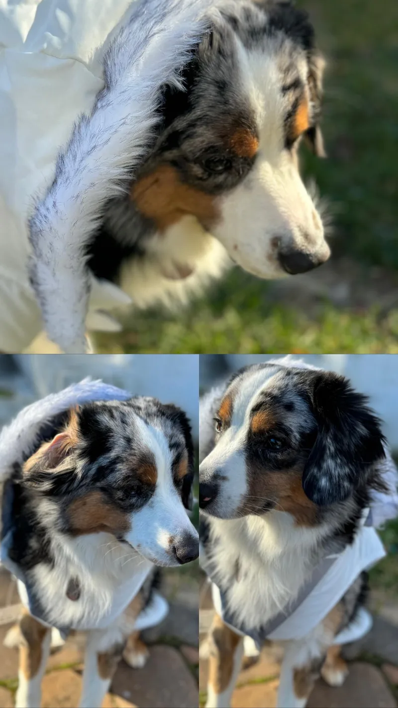A young medium-sized male Tricolor (Brown, Black, & White) Australian Shepherd dog named Cooper for adoption in Perth Amboy , NJ
