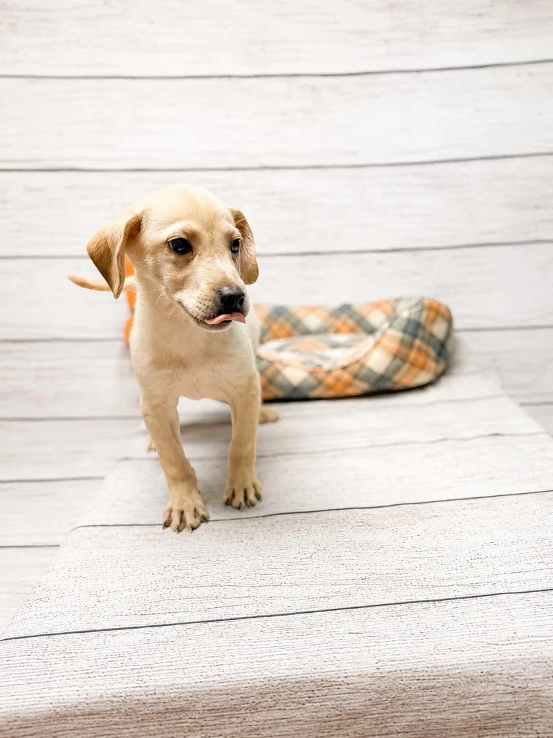A young medium-sized male Labrador Retriever dog named Max for adoption in Raleigh, NC