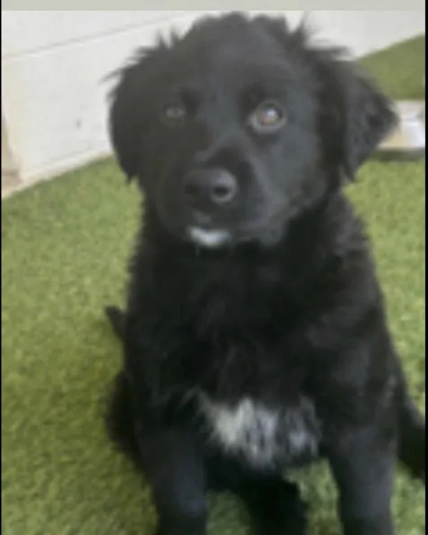 A baby small-sized female Tricolor (Brown, Black, & White) Mixed Breed dog named Jet for adoption in Long Island City, NY