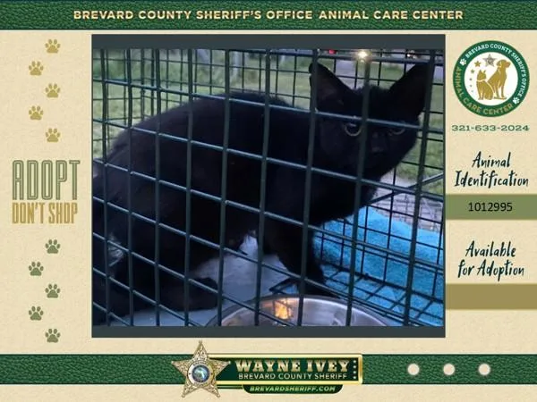 A baby medium-sized female Domestic Short Hair cat named Stray for adoption in Melbourne, FL