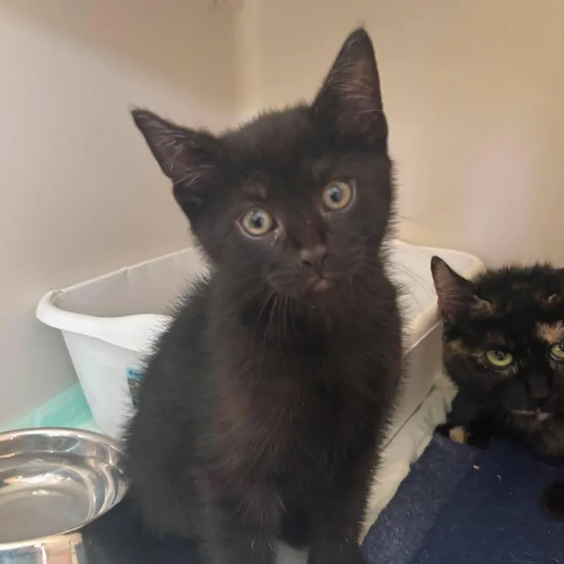 A baby small-sized male Black Domestic Short Hair cat named Darwin for adoption in Rocky Mount, VA