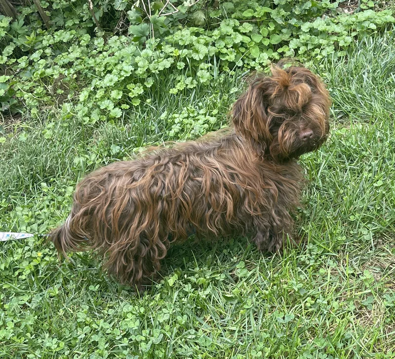 A baby small-sized female Brown / Chocolate Russian Toy Dog dog named Clara for adoption in Catlettsburg, KY