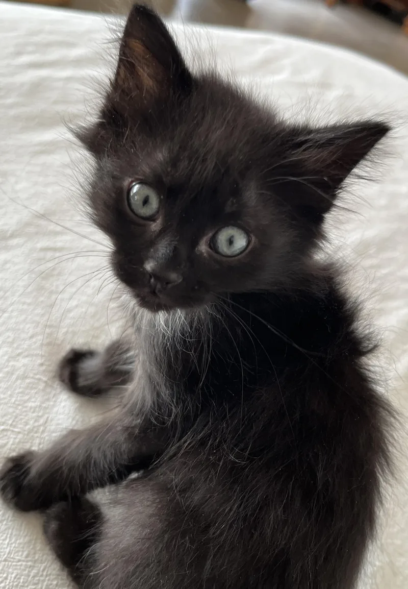Jett