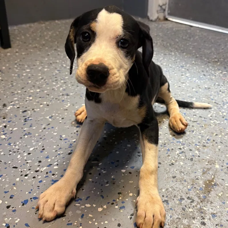 A baby small-sized female Hound dog named Cove for adoption in Tuscaloosa, AL