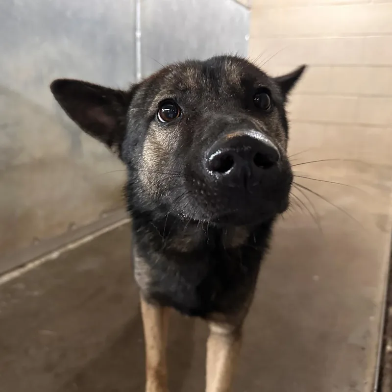 An adult medium-sized male Brown / Chocolate German Shepherd Dog dog named Poe for adoption in Edinburg, TX